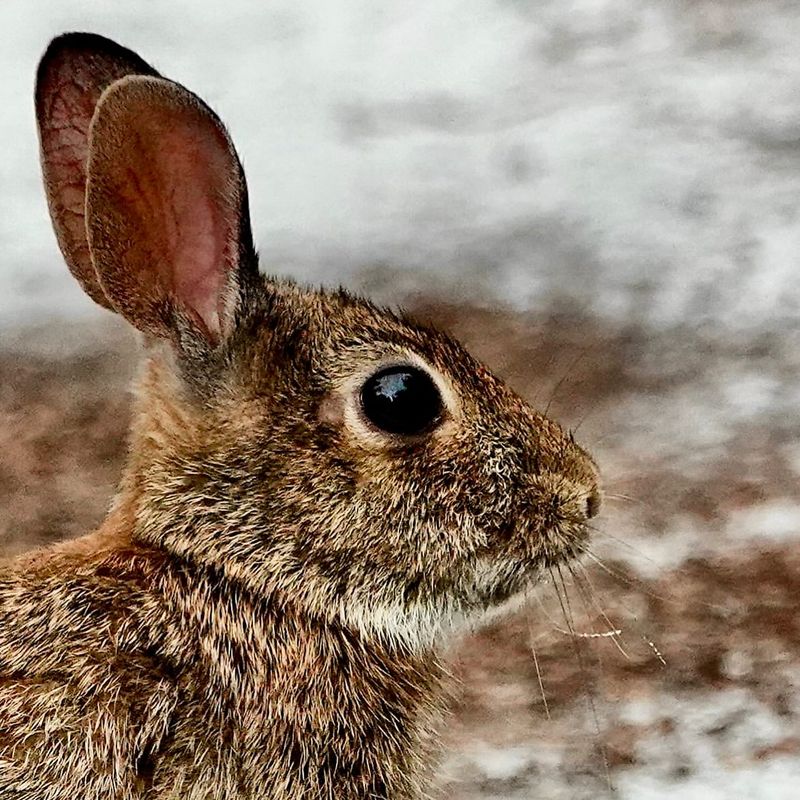 Rabbits Communicate Through Body Language