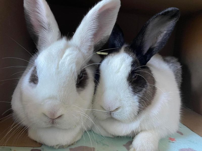 Rabbits Have Nearly 360-Degree Vision