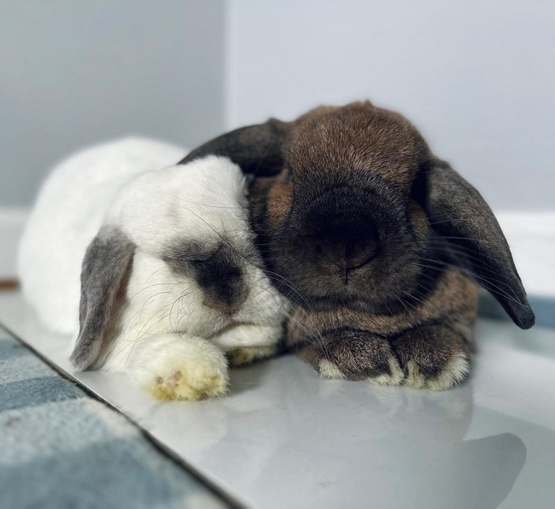 Rabbits Have Sensitive Hearing