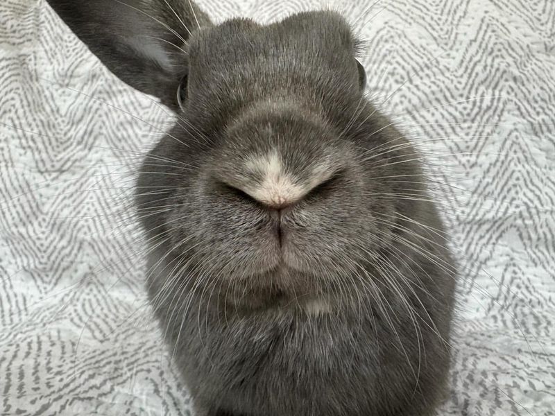 Rabbits Have a Strong Sense of Smell