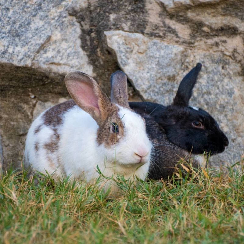 Rabbits Have a Unique Digestion Process