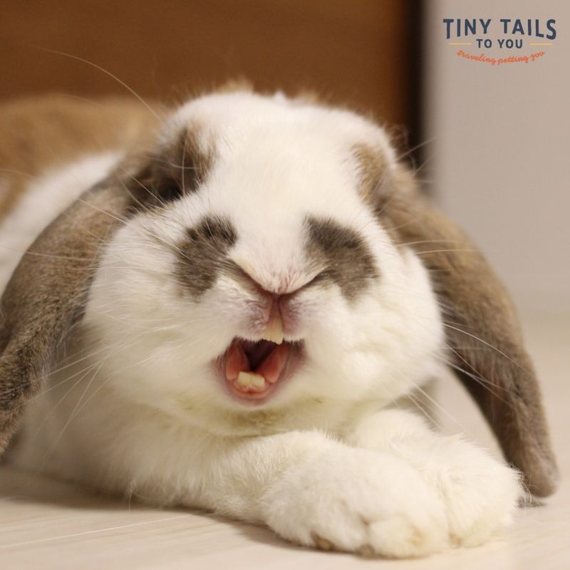 Rabbits' Teeth Never Stop Growing