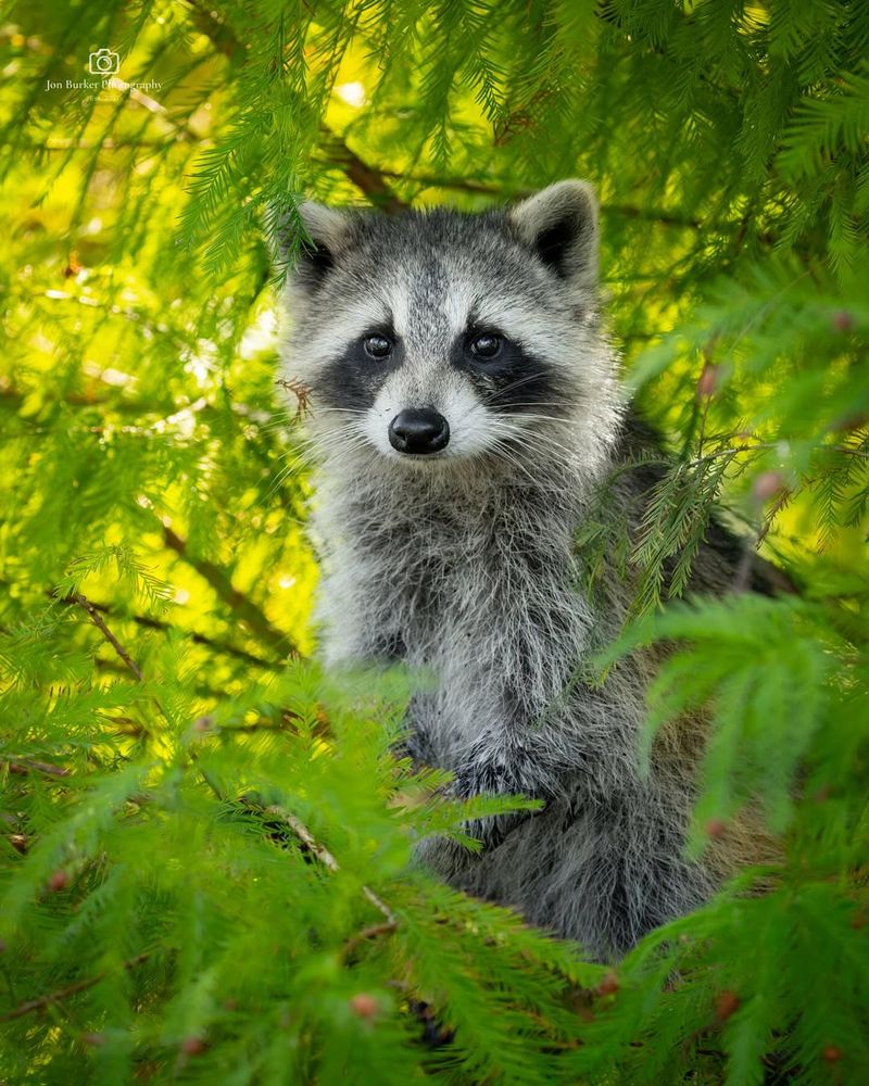 Raccoon