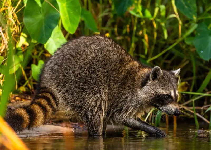 Raccoon