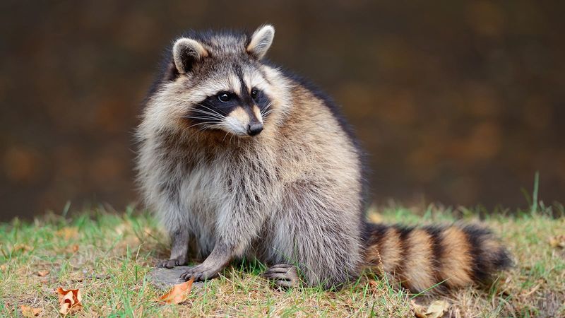 Raccoons