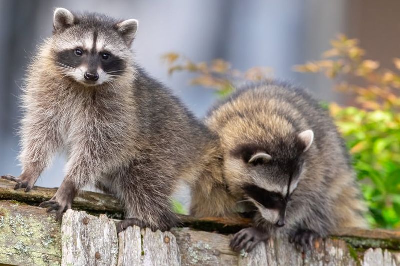 Raccoons