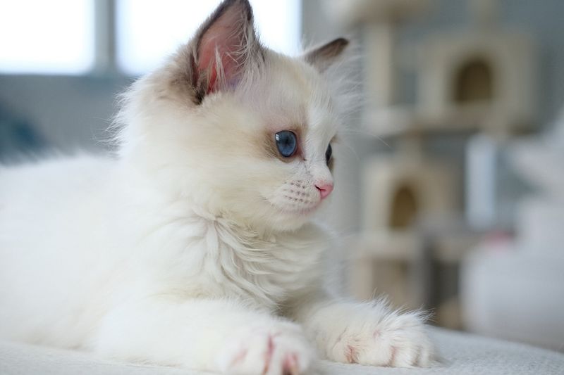 Ragdoll