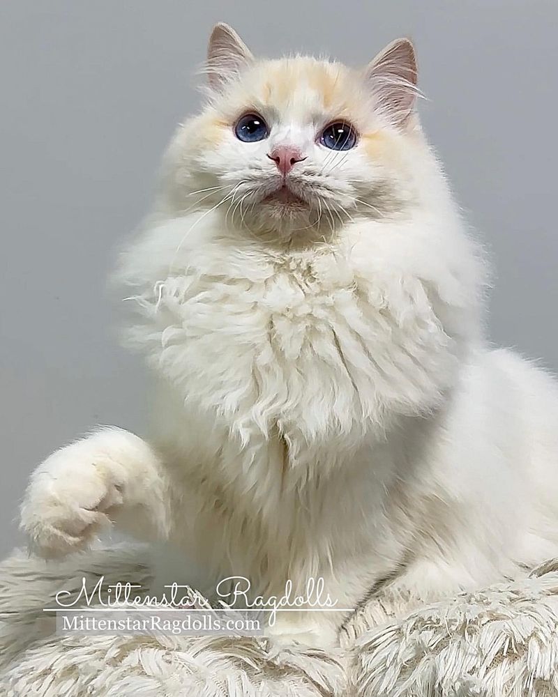 Ragdoll