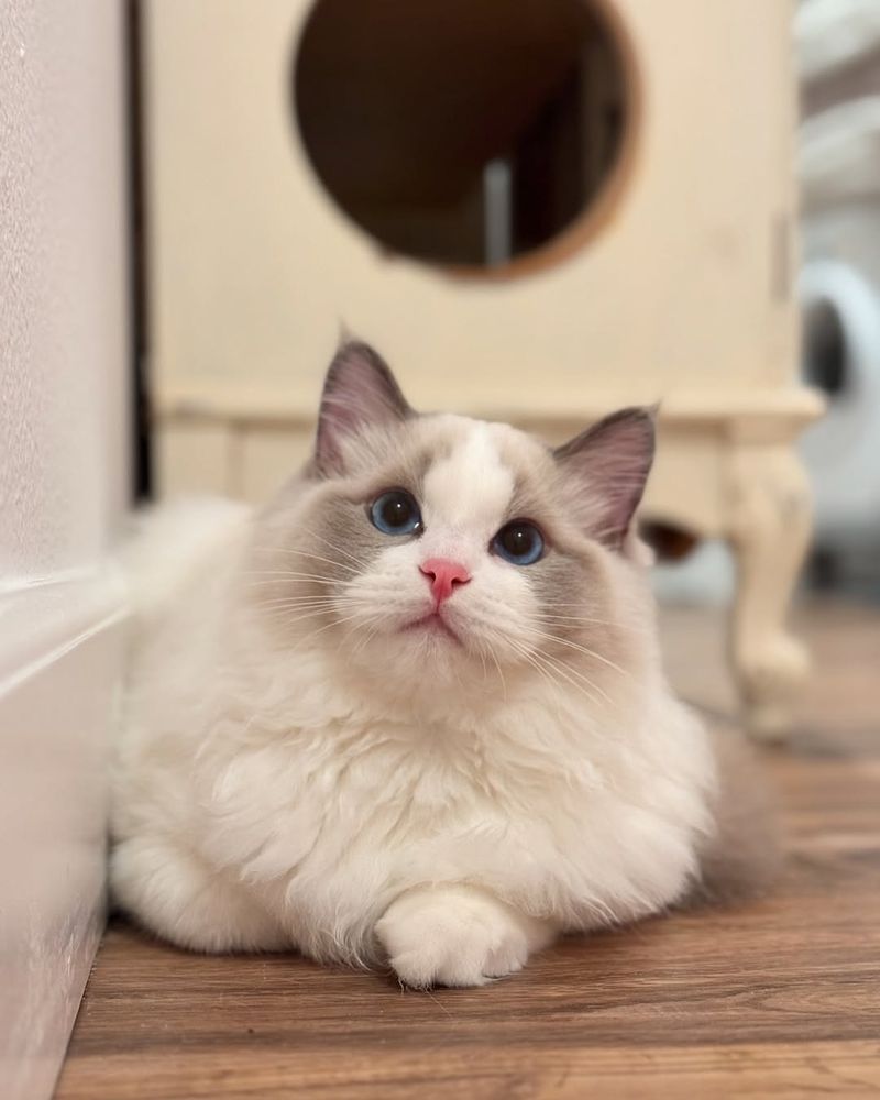 Ragdoll