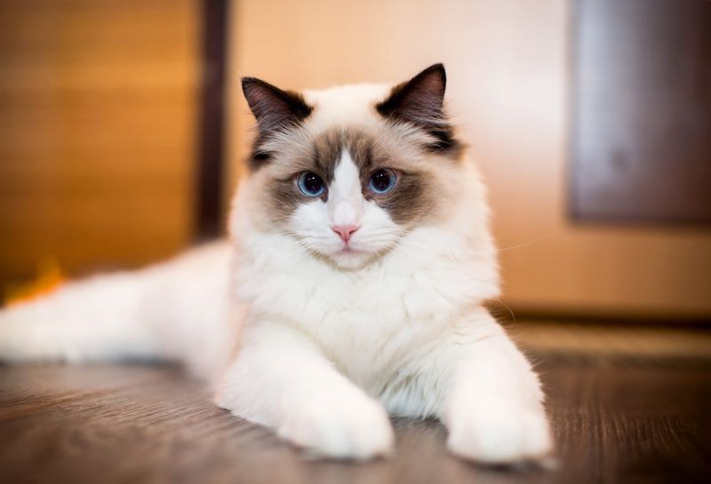 Ragdoll Cat