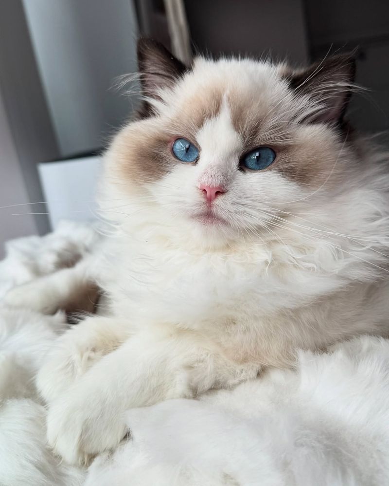 Ragdoll Cat