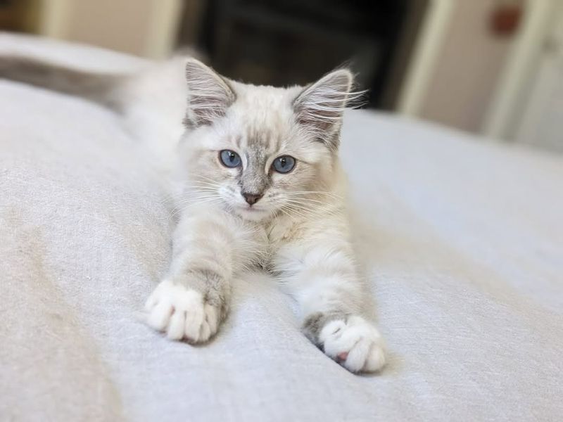 Ragdoll Kitten