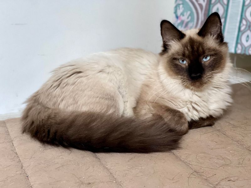 Ragdoll Siamese