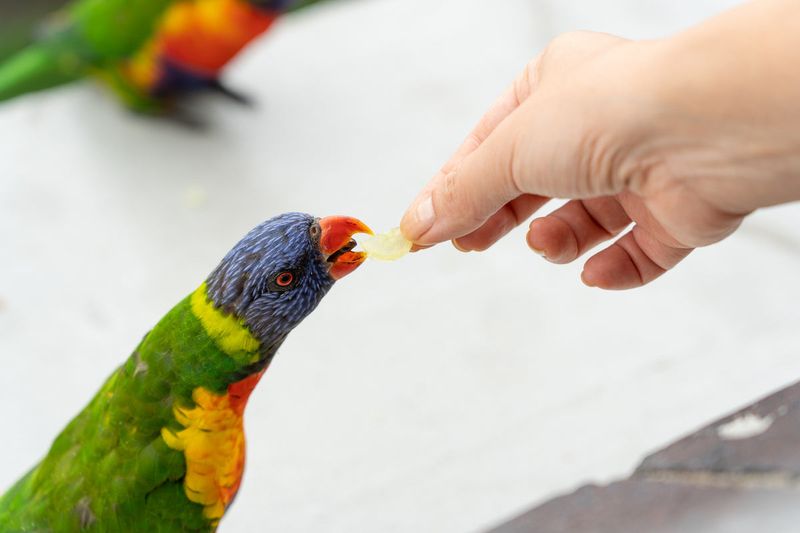 Rainbow Lorikeet