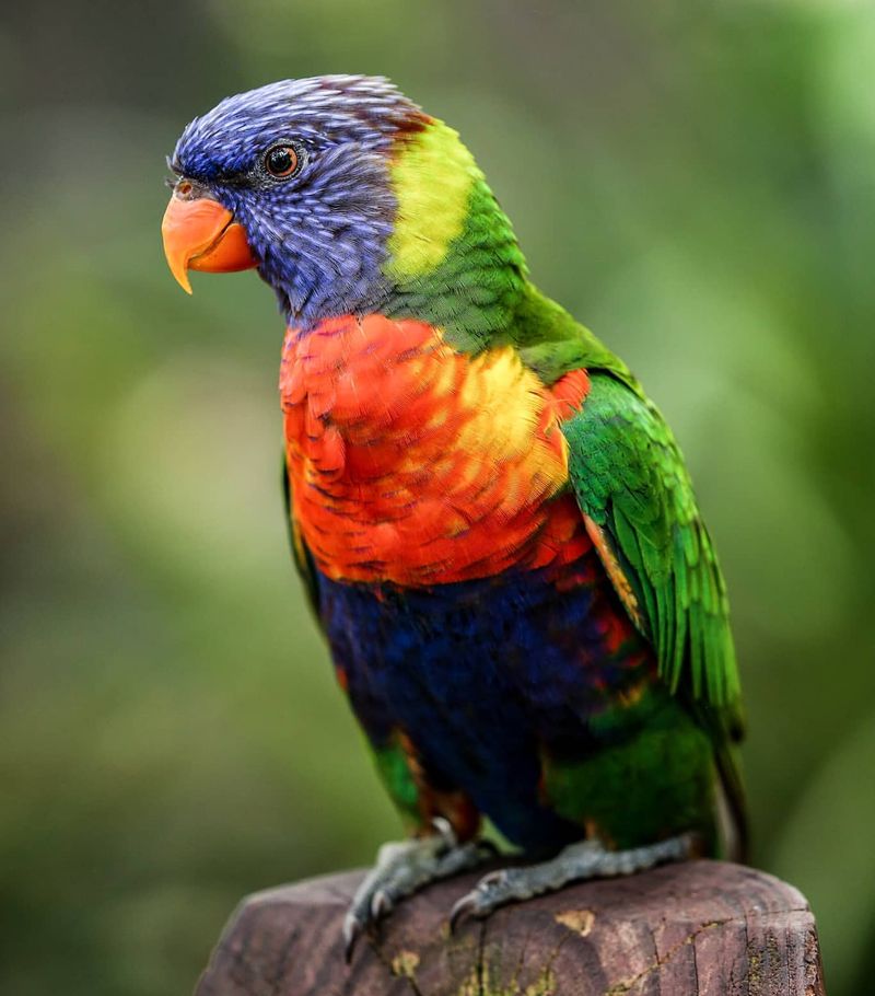 Rainbow Lorikeet