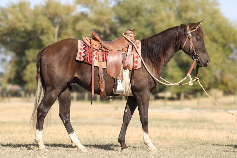 Ranch Horse