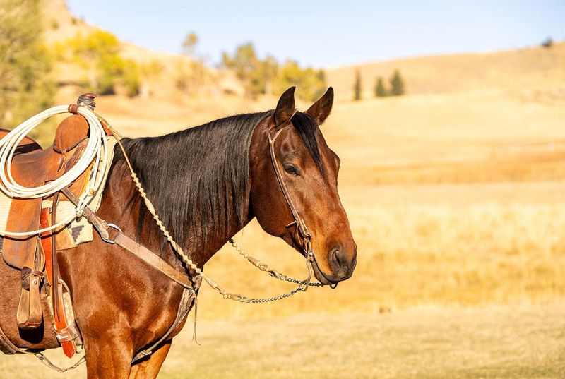 Ranch Work