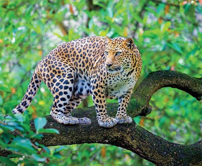 Ranthambore National Park, India