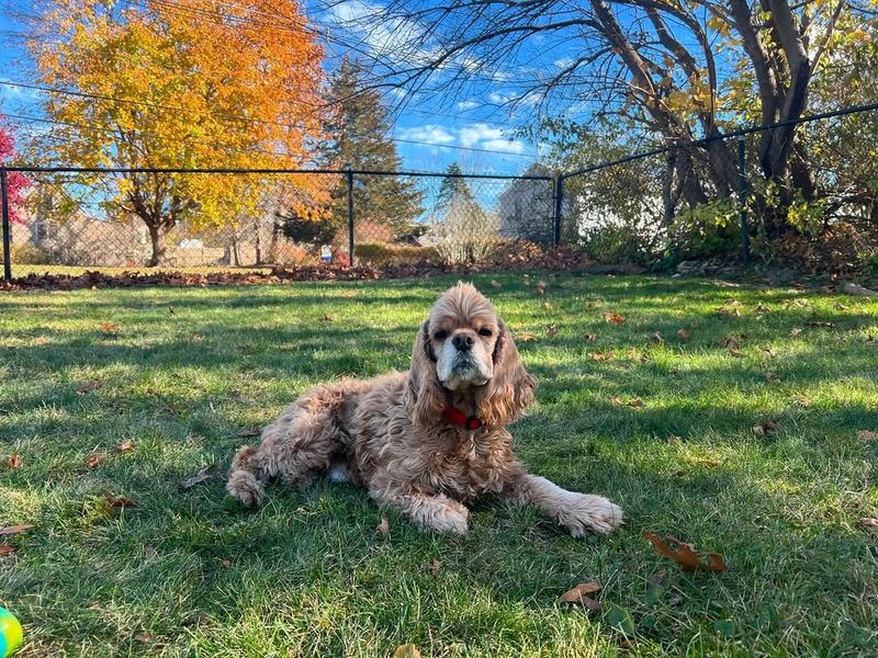 American Cocker Spaniel