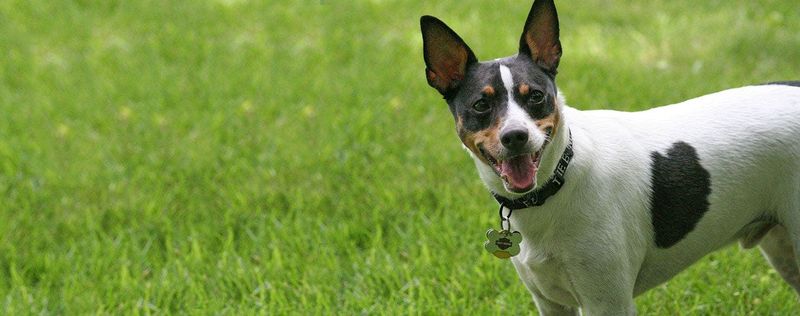 Rat Terrier