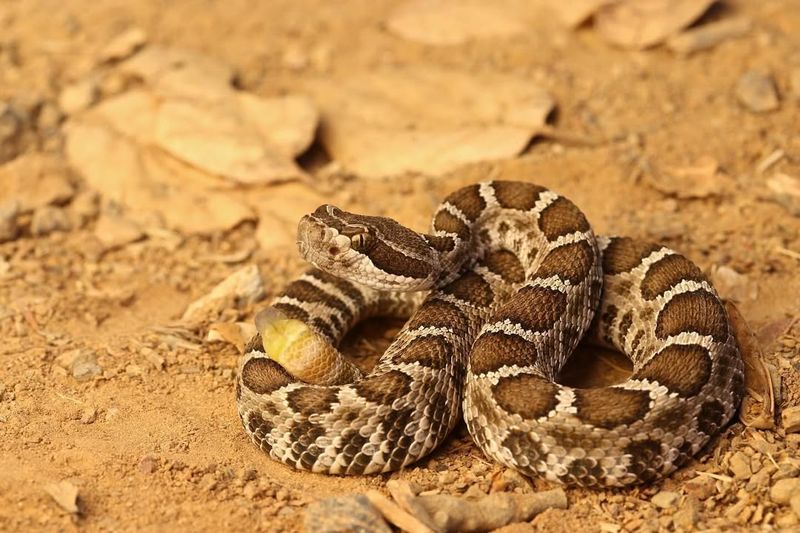 Rattlesnake Antivenom Research