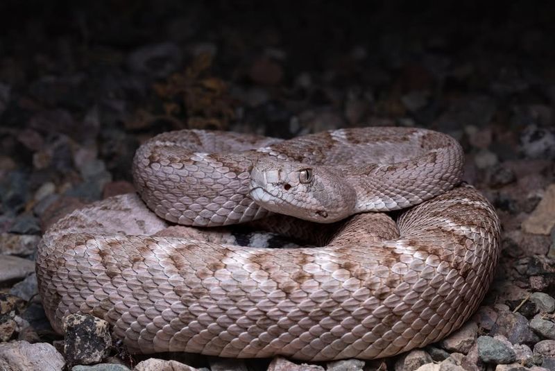 Rattlesnake Conservation