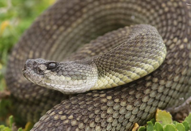 Rattlesnake Habitats