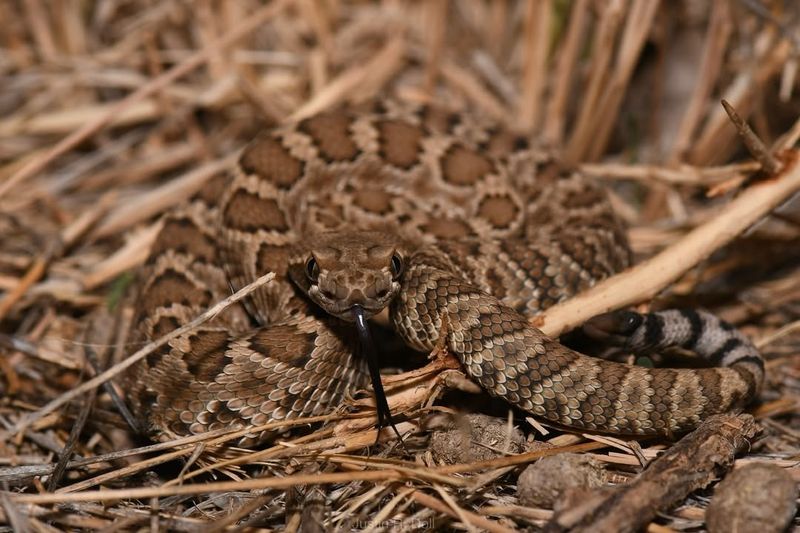 Rattlesnake Lifespan