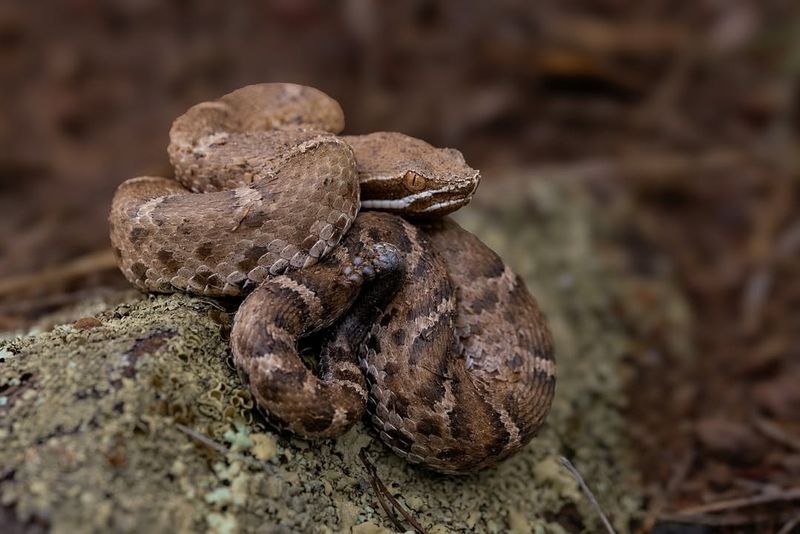 Rattlesnake Predators