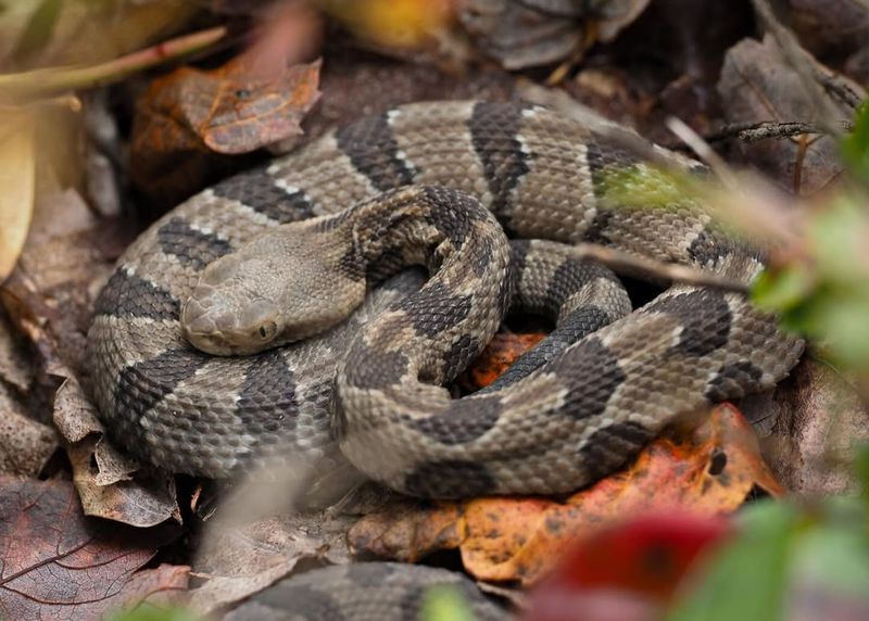 Rattlesnake Reproduction