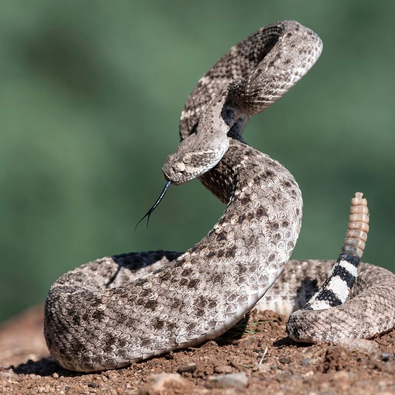 Rattlesnakes