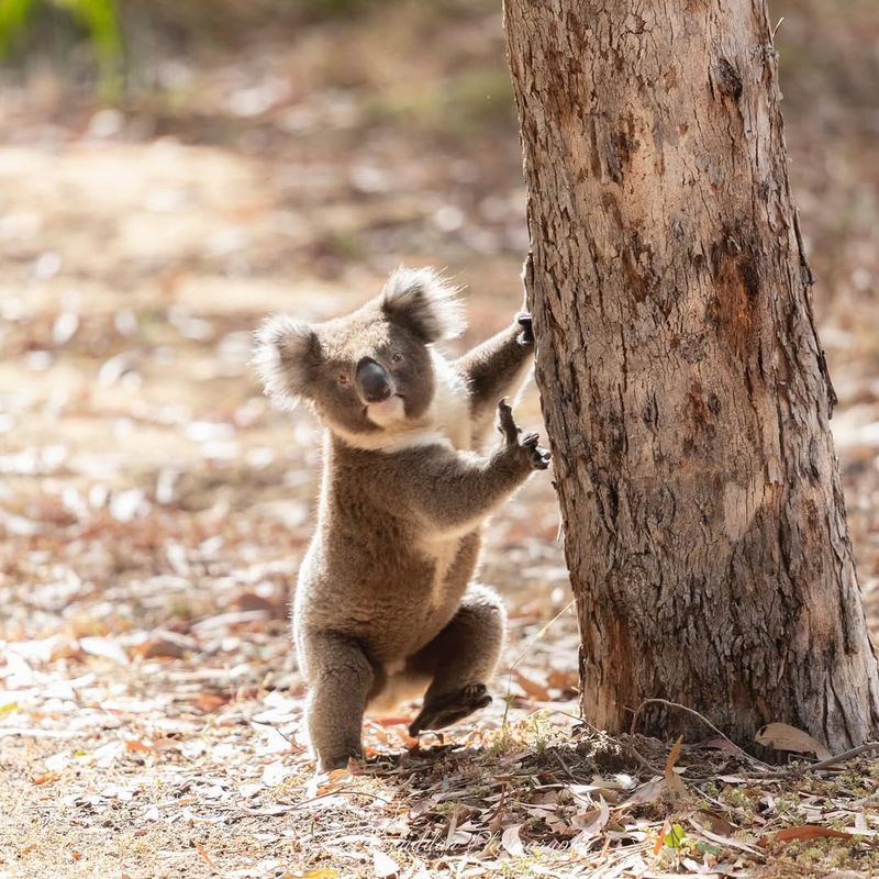 Koala – Climbing And Grasping