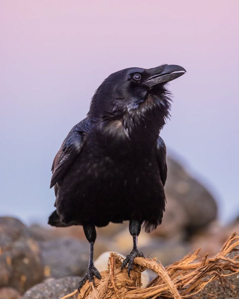 Raven