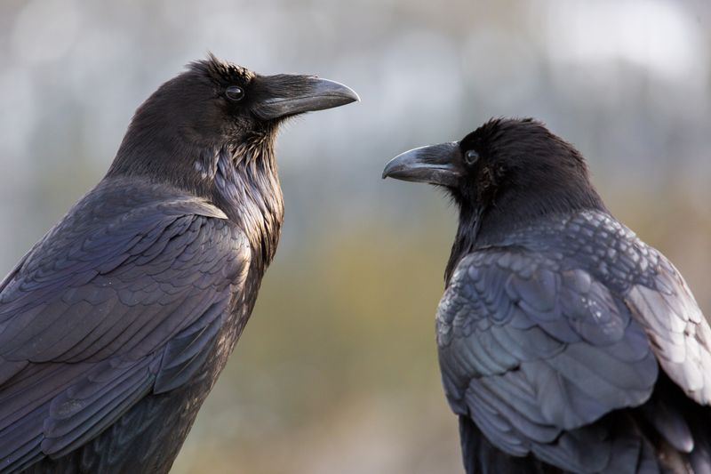 Raven Conservation