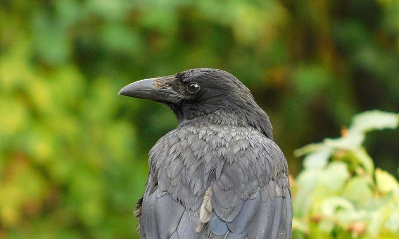 Raven Cultural Learning