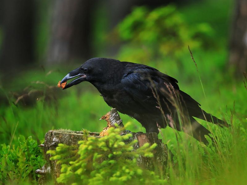 Raven Dietary Habits