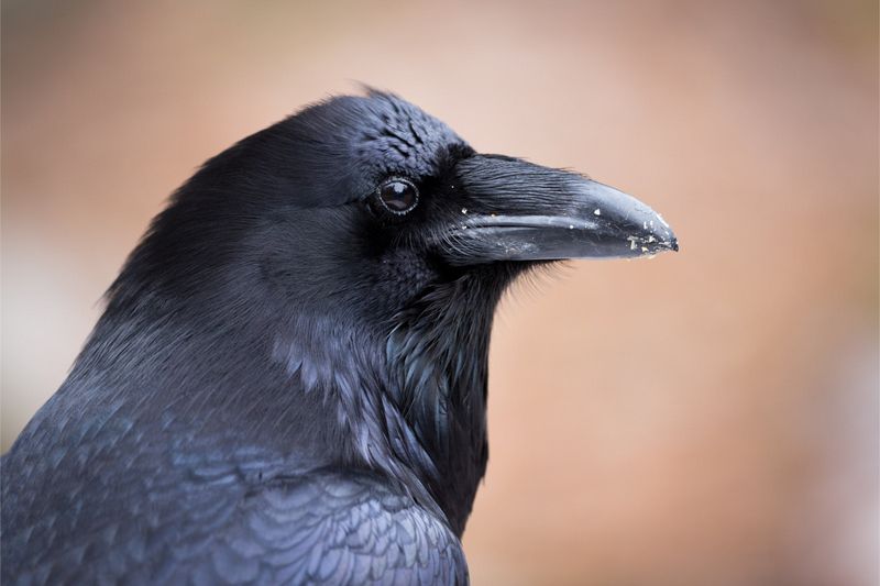 Raven Habitat Adaptability