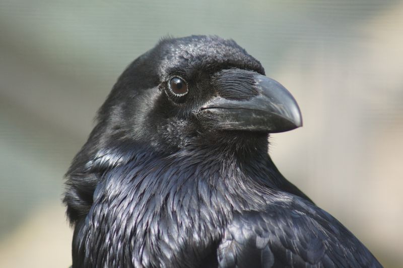 Raven Longevity