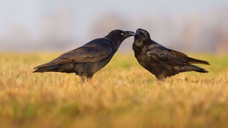 Raven Mating Rituals