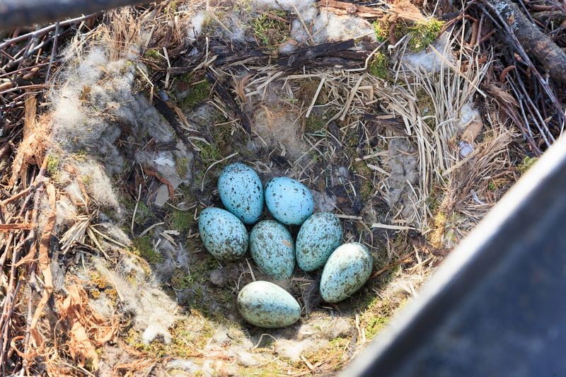 Raven Nesting Habits