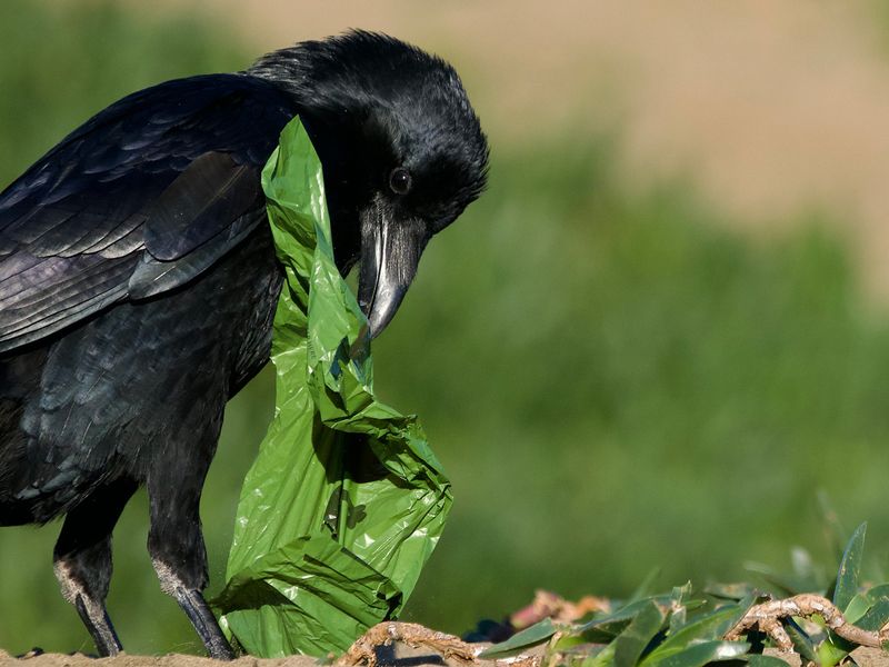 Raven Playfulness