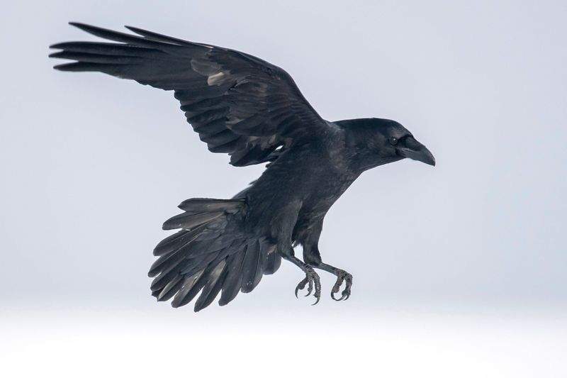 Raven Symbolism