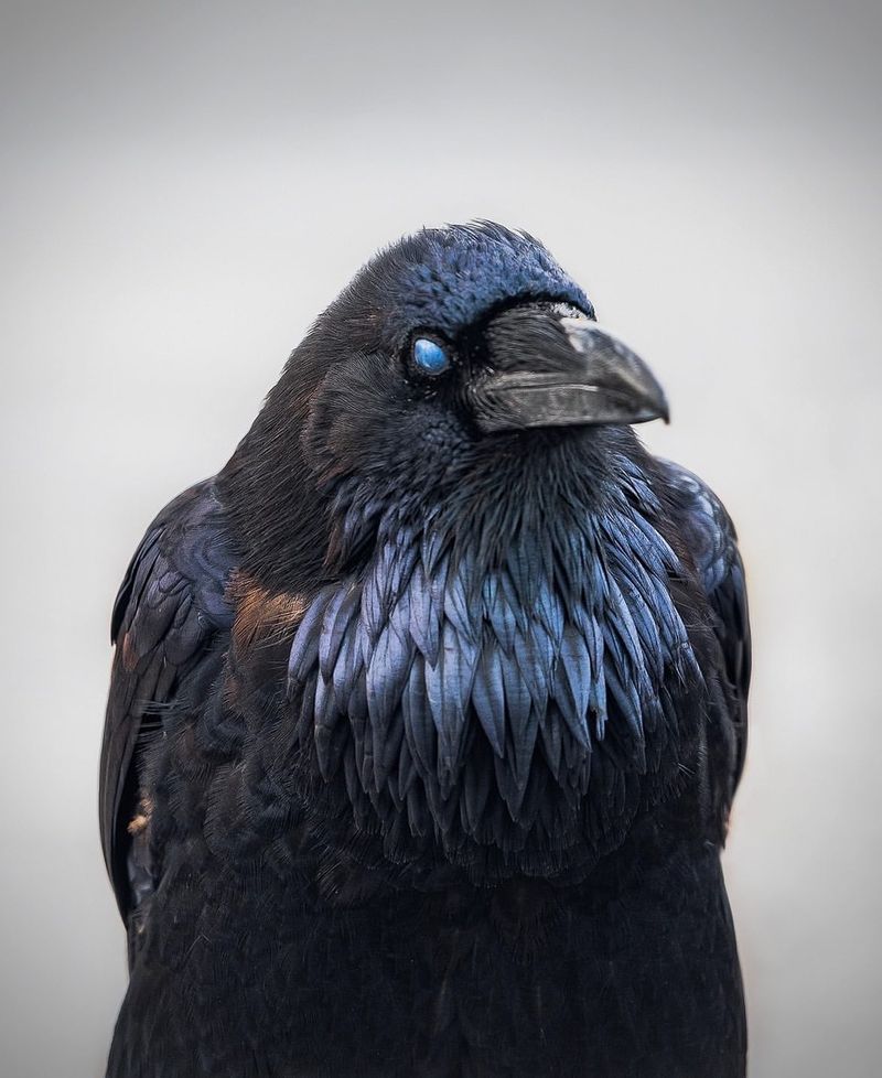 Ravens' Riddles