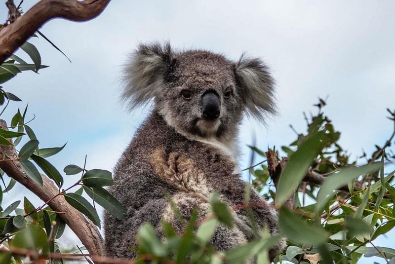 Raymond Island, Australia