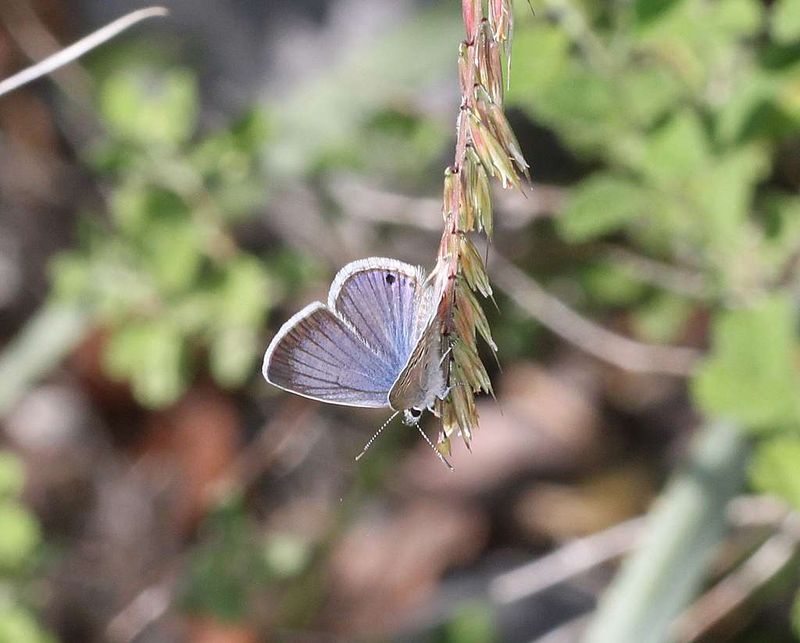 Reakirt's Blue - Arizona