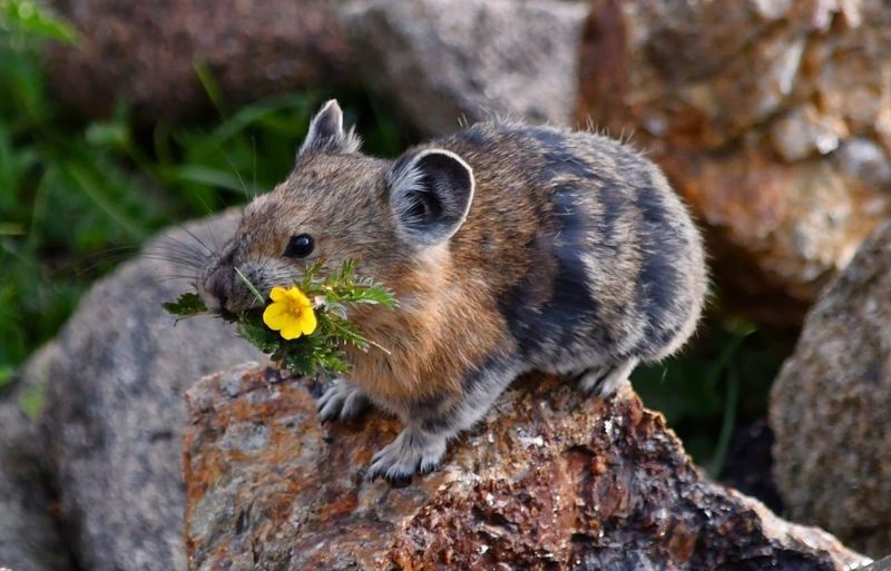 Real-Life “Pikachu”