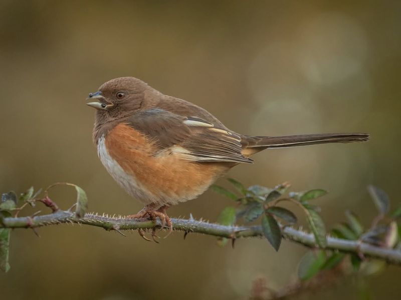 Recognizing Eastern Towhees By Their Behavior