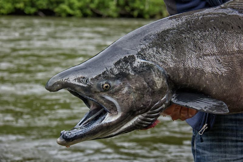 Record-Breaking King Salmon