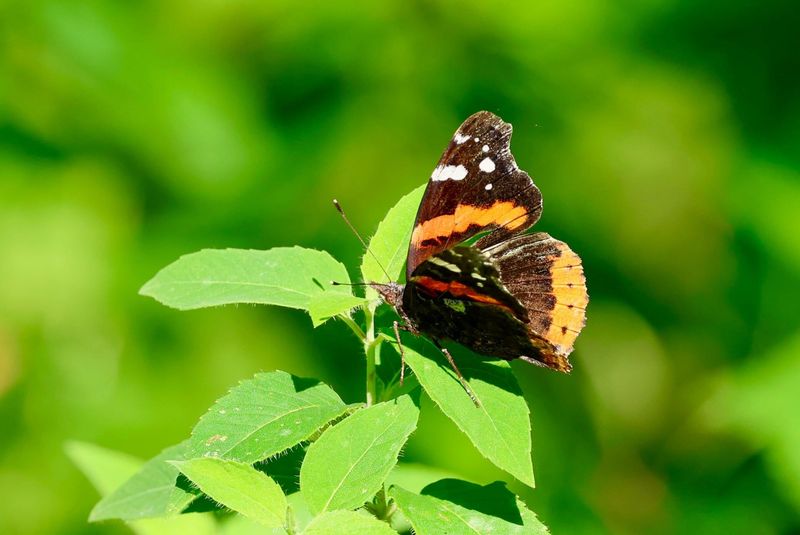 Red Admiral - Wisconsin