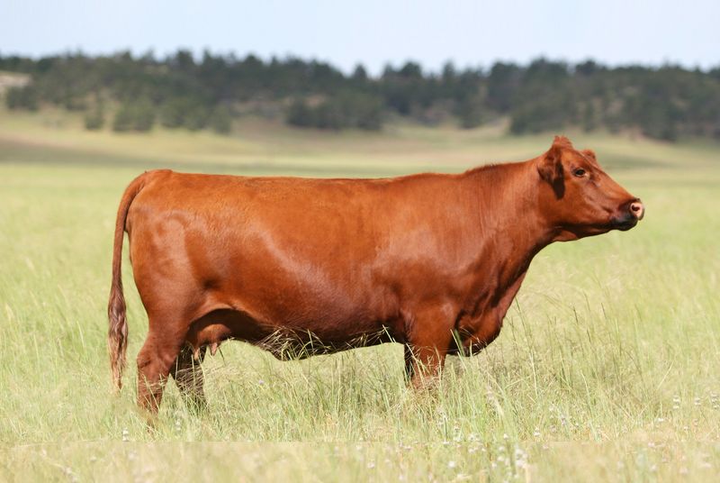 Red Angus